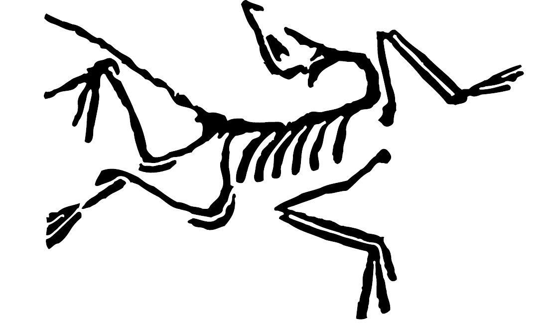 The Arc'teryx fossil bird